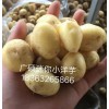 广西南宁哪里有迷你小土豆批发销售，神农架小洋芋供应商